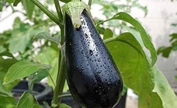 Black Eggplant Seeds for Planting