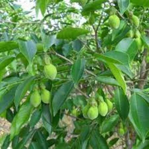 Green Chinese Aquilaria Sinensis Tree - Heirloom, Non - Gmo Seeds