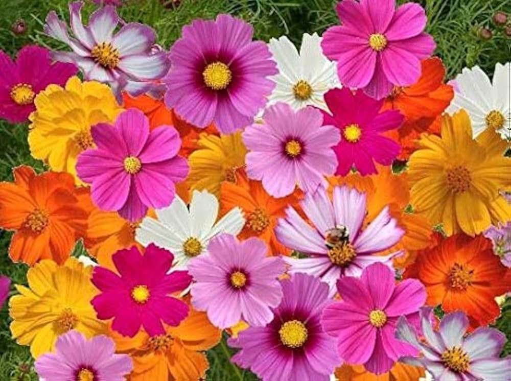 Cosmos Sensation Mix Flowering Seeds For Planting