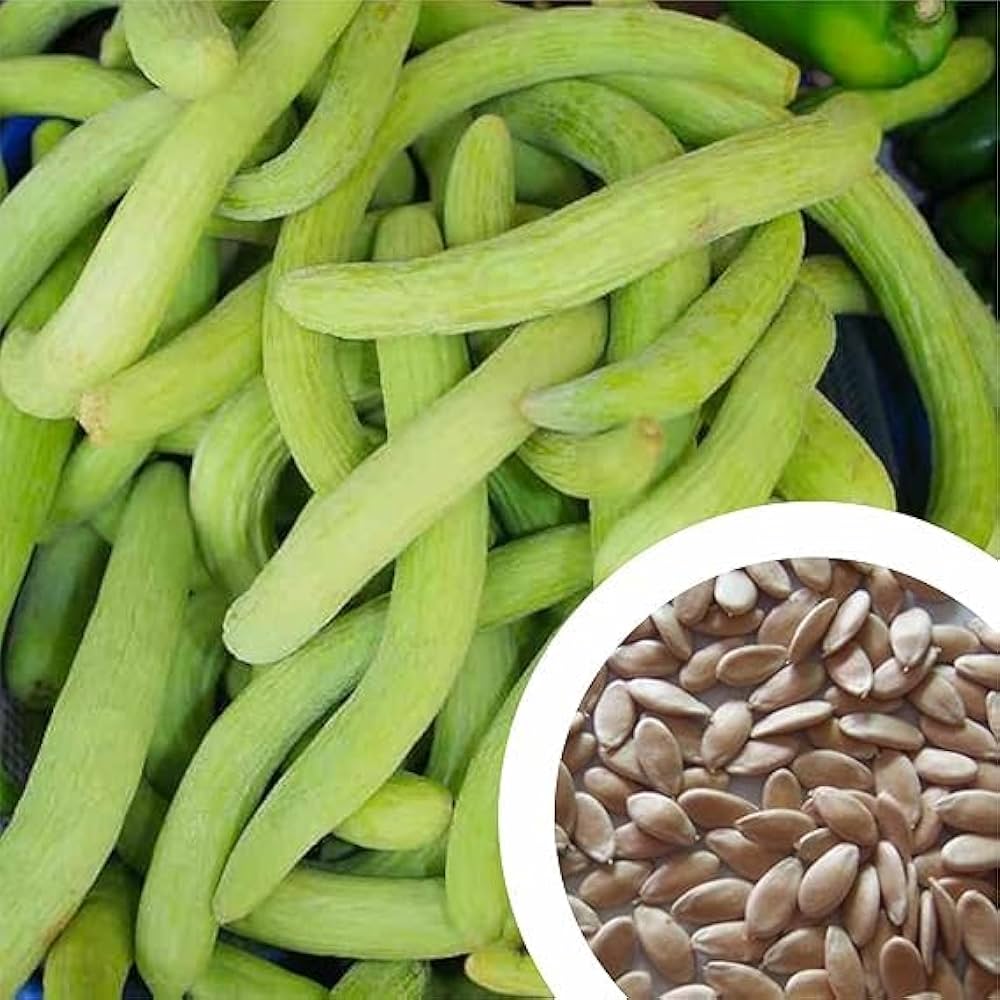 Kakri Seeds for Home Garden