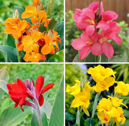 Mixed Canna Lily Flower - Heirloom, Non - Gmo Seeds