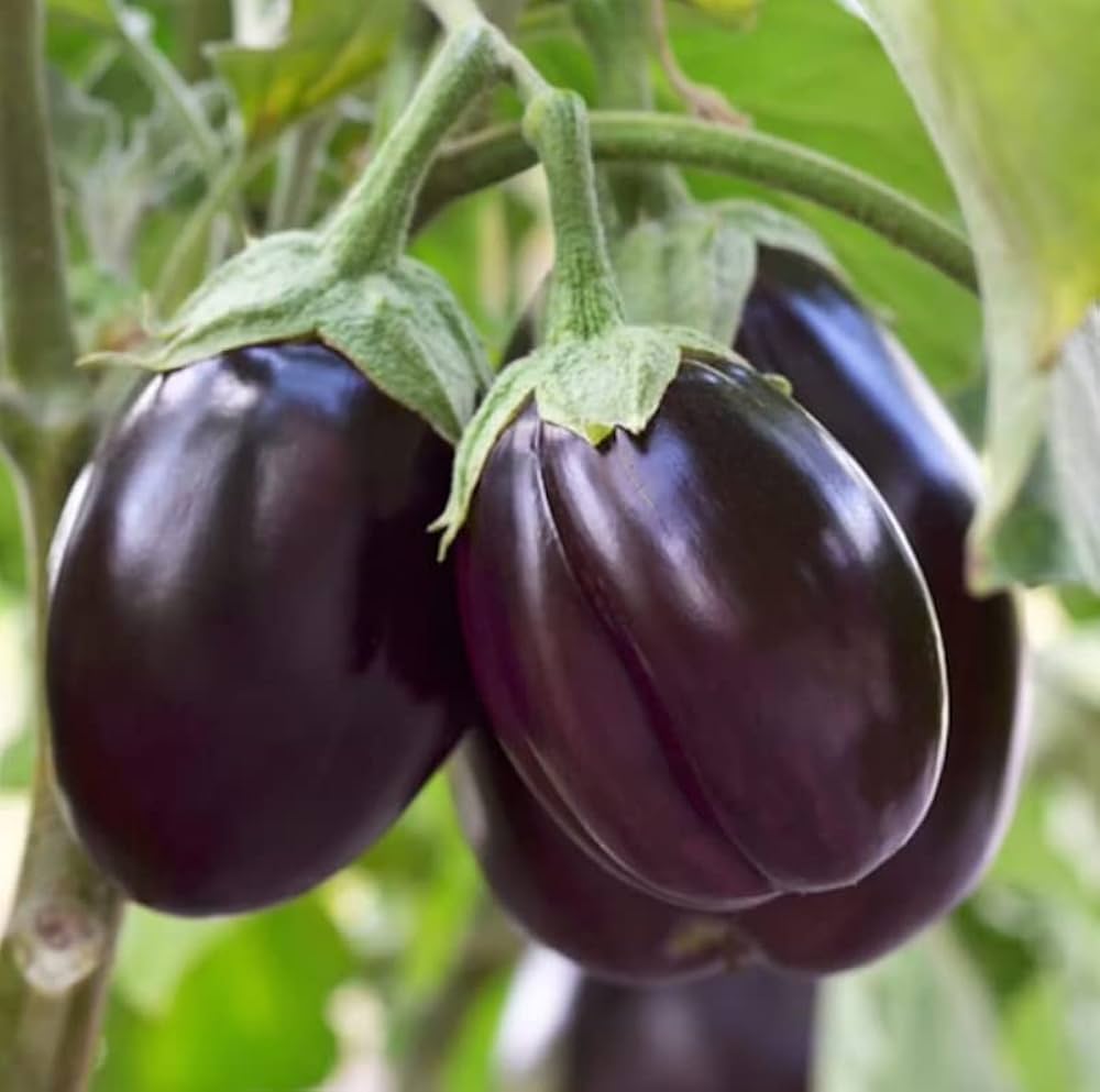 Mixed Eggplant Seeds for Planting