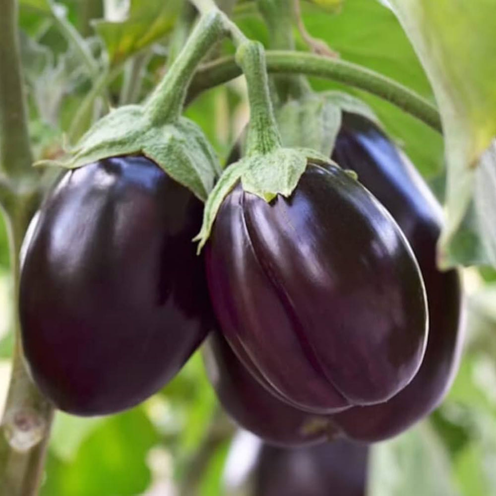 Eggplant Vegetable Seeds for Planting – Purple Variety