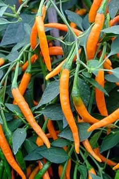 Orange Bell Pepper Capsicum annuum seeds for garden planting