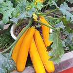 Spaceship Squash Cucurbita maxima for planting in vegetable patch