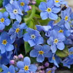 Myosotis Sylvatica (Blue Forget Me Not) flowers grown from seeds with delicate sky-blue petals