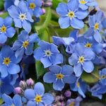 Myosotis Sylvatica Forget-Me-Not Seeds for planting in flower bed
