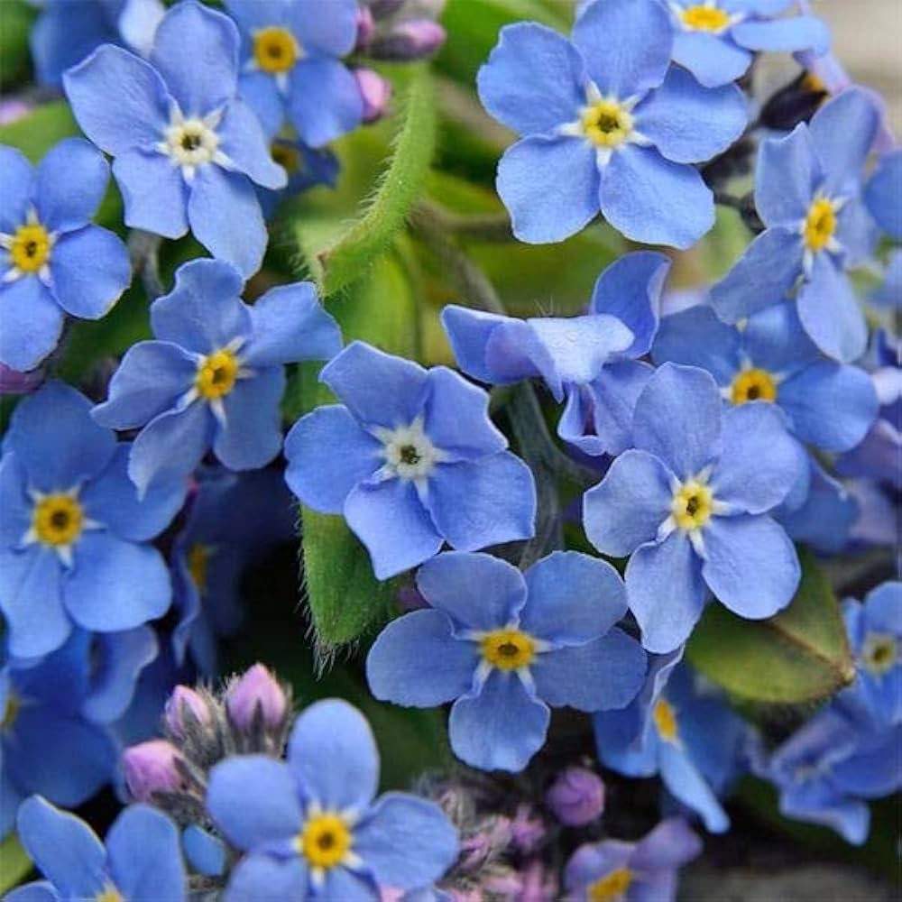 Organic Forget Me Not flower seeds for home garden planting