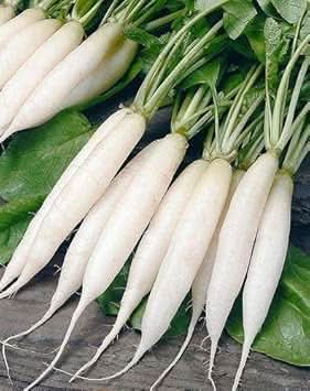 Radish Seeds for Planting, White