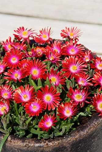 Delosperma Jewel of Desert Garnet Seeds