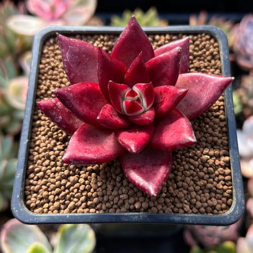 Red Echeveria - Heirloom, Non - Gmo Seeds