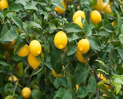 Yellow Lemon - Heirloom, Non - Gmo Seeds