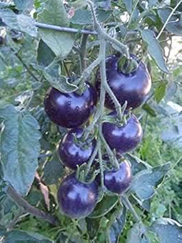 Tomato Seeds for Planting, Dark Blue
