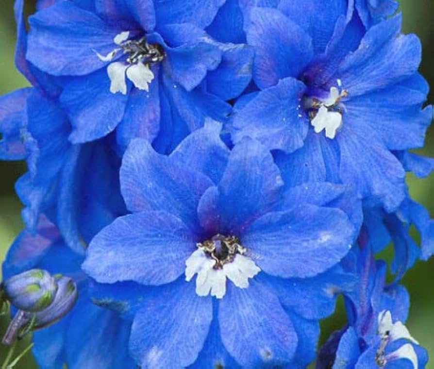Delphinium Summer Skies Cultorum Seeds ( , Bulk)