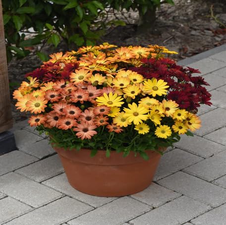Mixed Osteospermum Flower