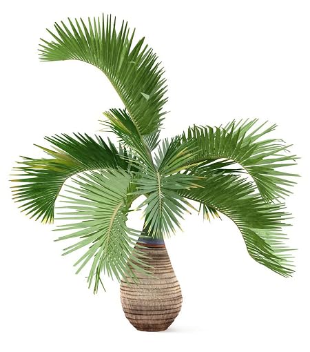 Green Palm Tree - Heirloom, Non - Gmo Seeds
