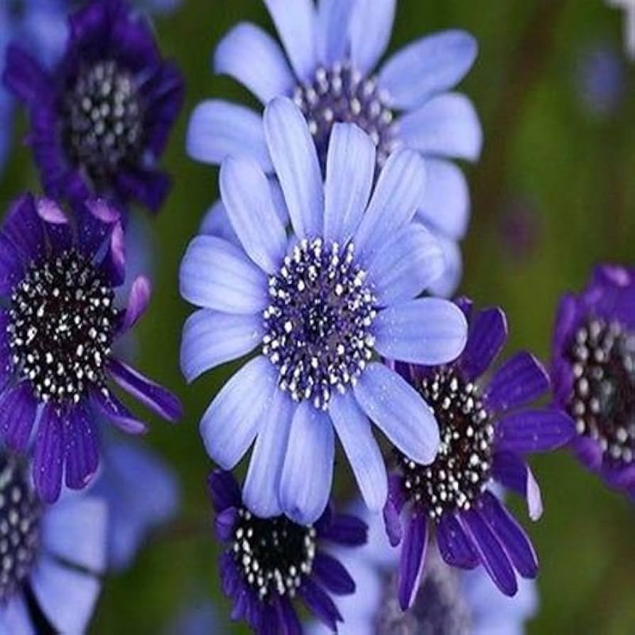 Blue Daisy (Felicia Heterophylla) seeds for planting in flower garden