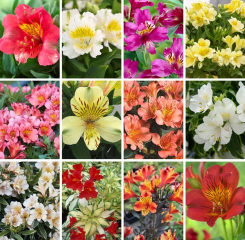 Mixed Alstroemeria Flower - Heirloom, Non - Gmo Seeds