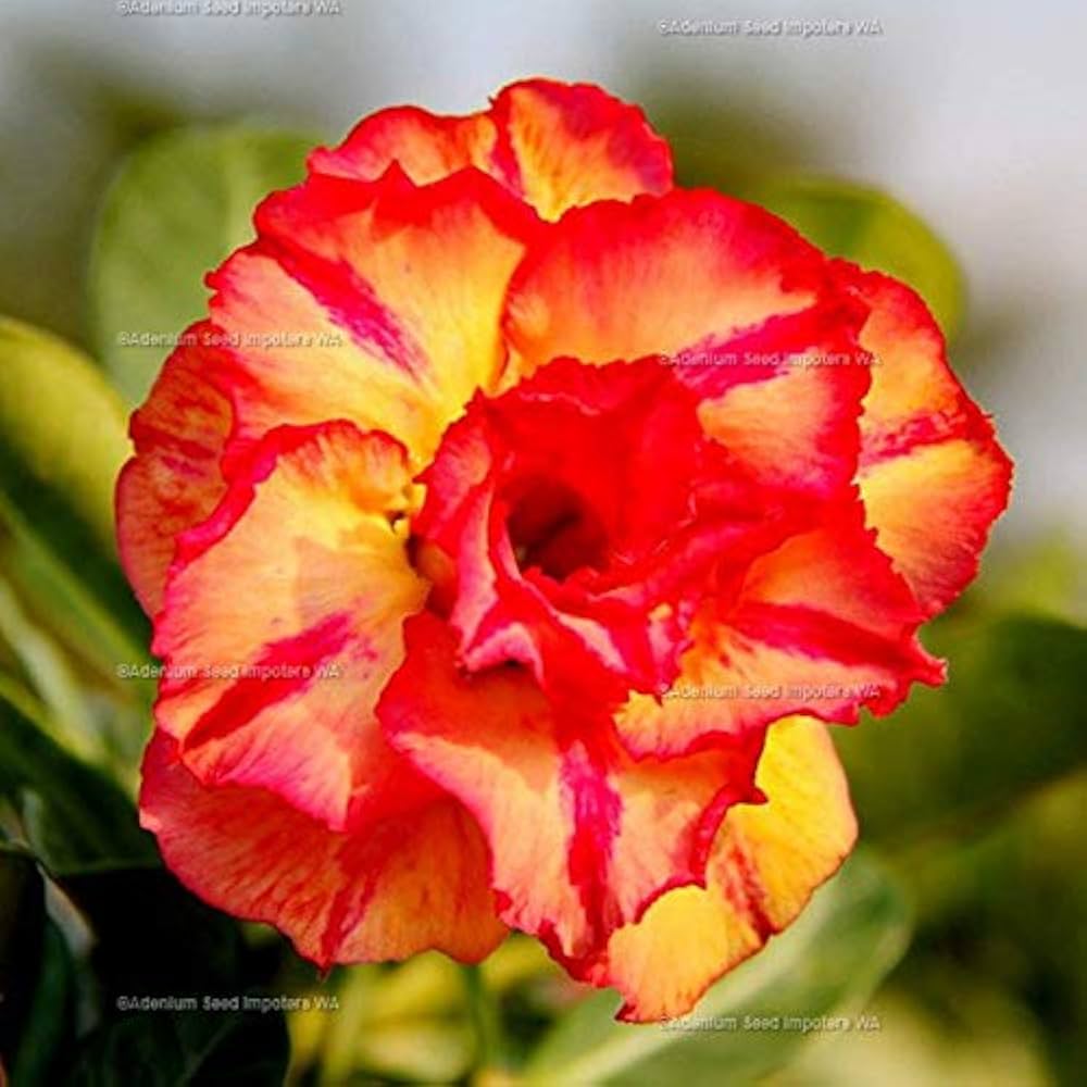 Adenium Obsum Desert Rose Double Fantasy Orange pcs