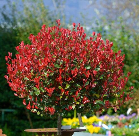 Red Photinia - Heirloom, Non - Gmo Seeds