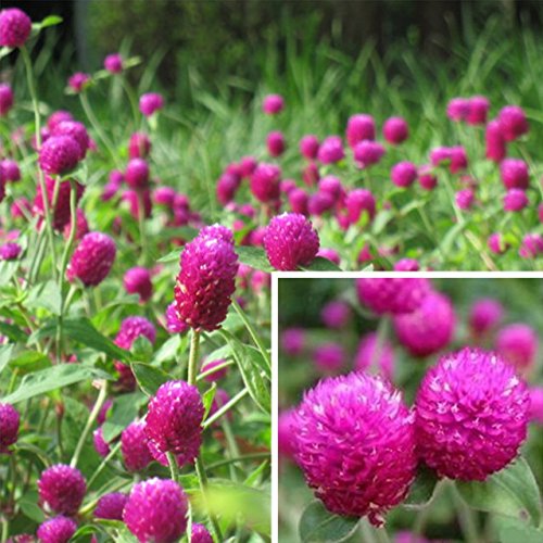Thousand Day Red flower seeds for home garden flower beds