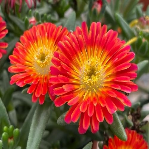 Red Delosperma Flower