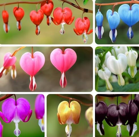 Mixed Dicentra Spectabilis Flower - Heirloom, Non - Gmo Seeds