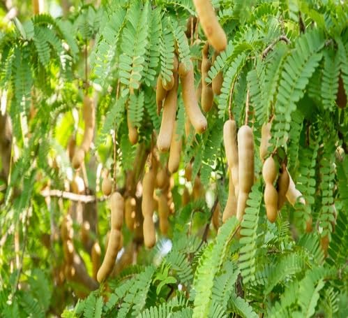 Green Tamarindo Tree - Heirloom, Non - Gmo Seeds
