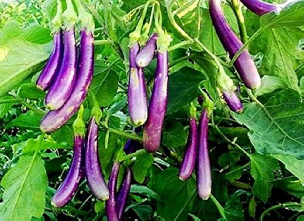 Eggplant Solanum Melongena Long Purple Vegetable Seeds for Planting – Heirloom Variety for Grilling and Garden Cooking