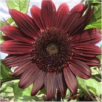 Chocolate Sunflower Seeds for Planting – Unique Dark Blooms for Garden Decor & Pollinator Attraction seeds for planting in home garden