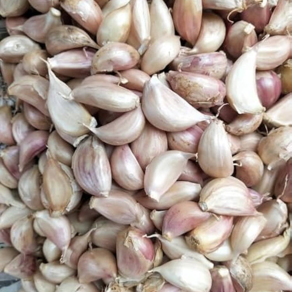 Garlic Vegetable Seeds for Planting - Organic Variety heirloom & Non GMO Seeds