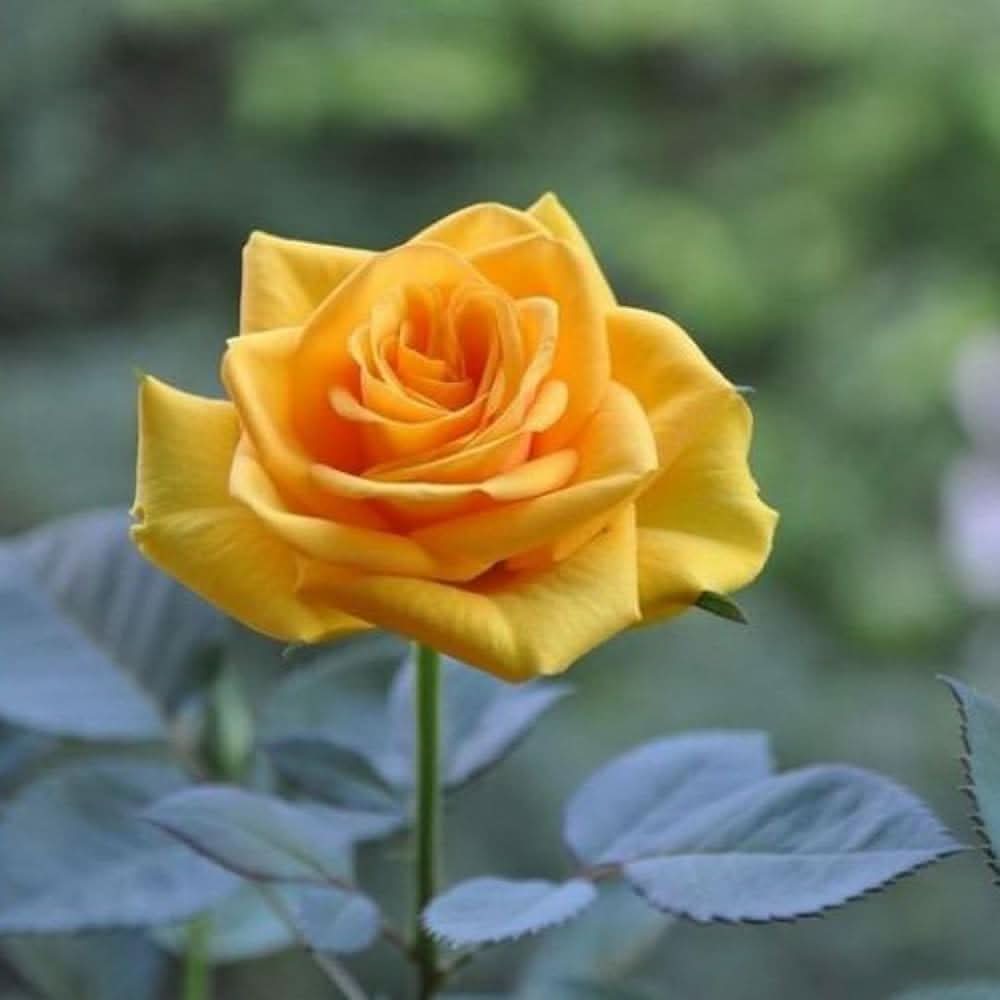 Yellow Rose Rosa Hybrida Flower Seeds for Planting in backyard gardening and indoor pots