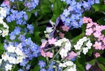 Mixed Myosotis Flower Seeds for Planting - 100