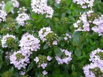 Purple Savory Satureja Flower Seeds for Planting - 100 seeds for planting in home garden