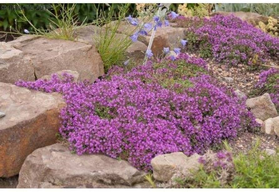 Creeping Thyme Thymus serpyllum Seeds for Planting in Flower Bed and Herb Garden