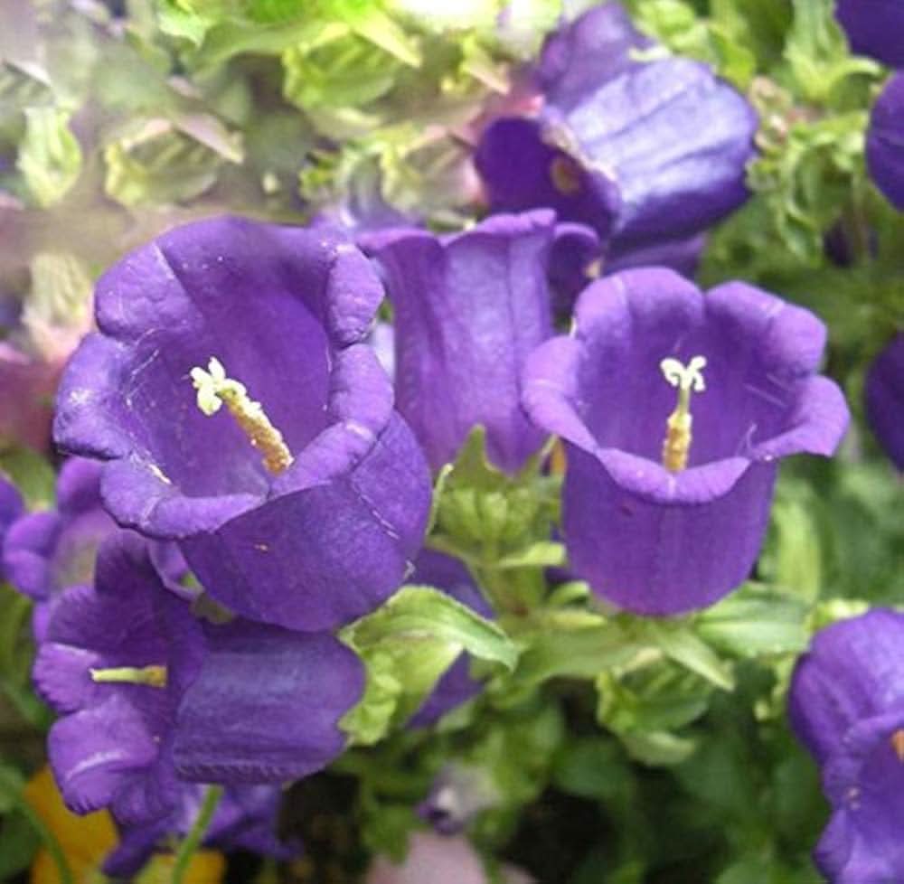 Bellflower Campanula medium flower seeds for planting in home garden borders
