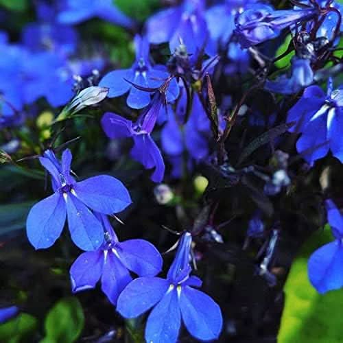 Anagallis 'Skylover' Lobelia Rare Flower Seeds for Balcony & Garden
