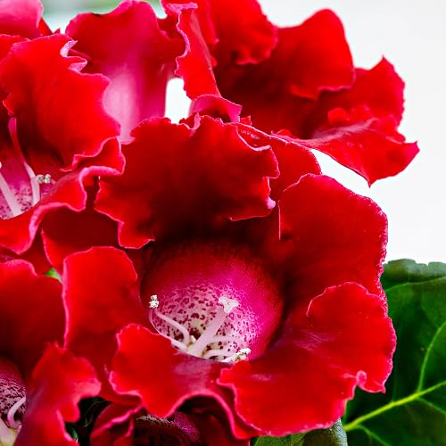 Red Gloxinia Flower - Heirloom, Non - Gmo Seeds