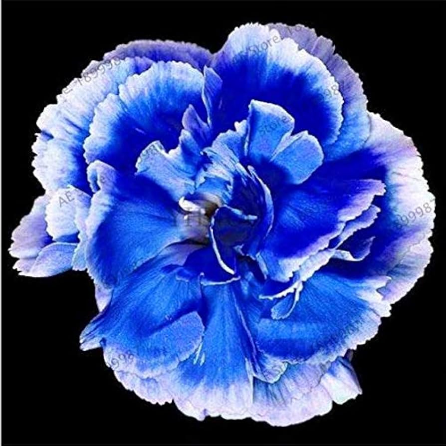 Dianthus Caryophyllus Blue Flower Seeds for Planting