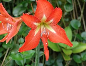 Heirloom (Heirloom scientific name) for planting in garden