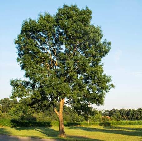 Green Ash Tree - Heirloom, Non - Gmo Seeds