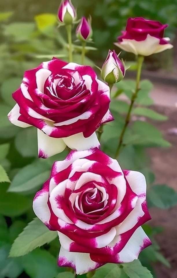 European Rose Tree Seeds Rosa spp. Flowering Seeds for Elegant Garden Planting