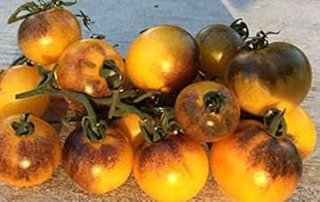 Brown Yellow Tomato Seeds for Planting – Heirloom, Non-GMO, Fresh & Flavorful Tomatoes