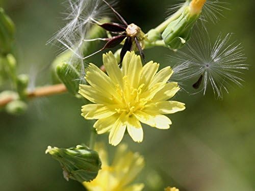 Wild Lettuce Lactuca virosa Vegetable Seeds for Planting in Urban Garden
