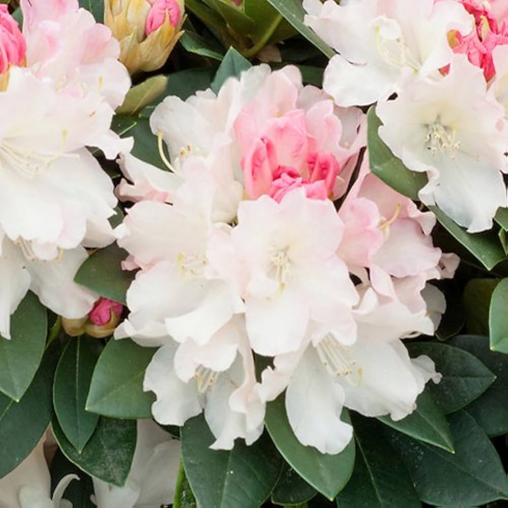 Rhododendron Flower Seeds (Light Pink) – Fresh Seeds for Planting Elegant Shrubs