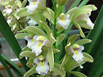 Green Cymbidium Flower Seeds for Planting – Organic, Heirloom, Non-GMO Orchid Seeds for planting in your garden.