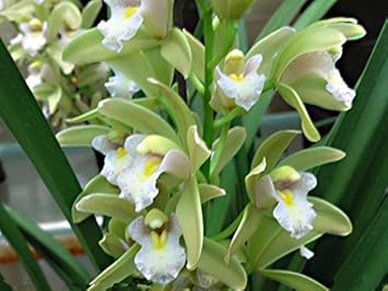 Green Cymbidium Flower Seeds for Planting – Organic, Heirloom, Non-GMO Orchid Seeds for planting in your garden.