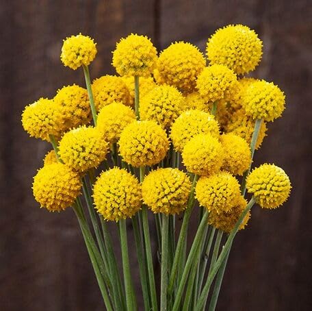 Yellow Craspedia Flower - Heirloom, Non - Gmo Seeds