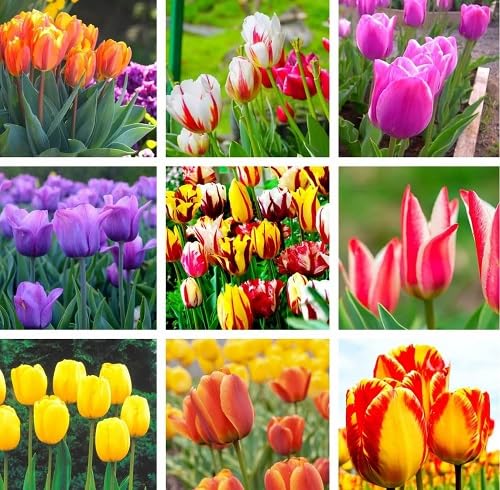 Mixed Tulip Flower