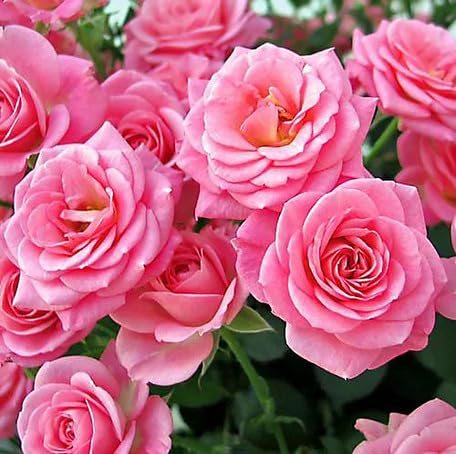 Pink Rose Flower - Heirloom, Non - Gmo Seeds